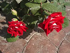 玫瑰,红色,花蕾,杂色的,自然美,枝,叶子,绿色,石头,白色
