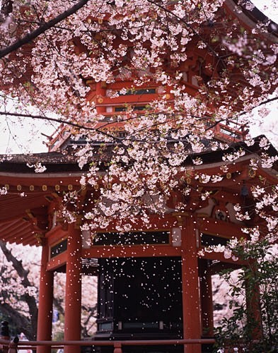 桜／高台寺