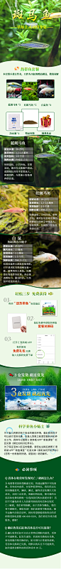 斑马鱼