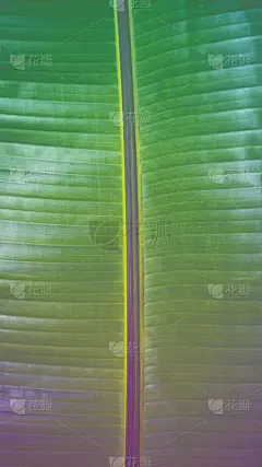 垂直照片的热带树叶在绿色和淡紫色梯度