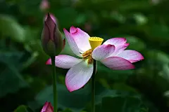 夏天夏季夏日荷花盛开荷叶莲蓬花卉壁纸美景图片下载