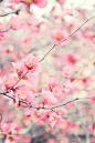 Spring blossom #摄影师#