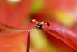 Ladybird ...... by Ellen van Deelen on 500px