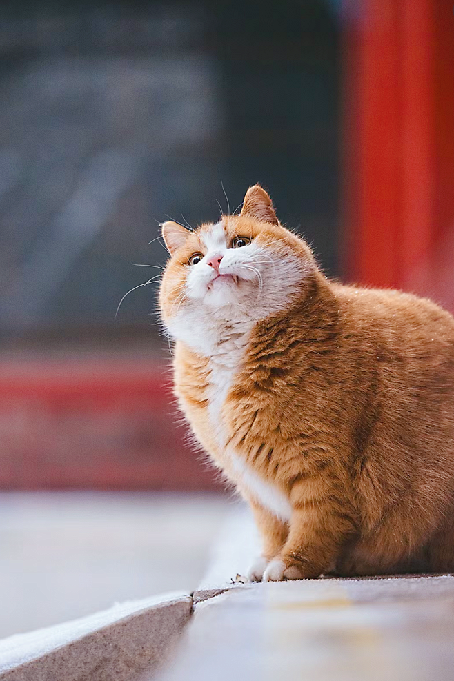 紫禁城里的猫咪咪