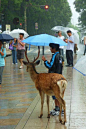 YouTube精选：在日本奈良偶遇一个为鹿打伞的小男孩。



