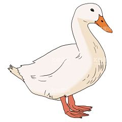 手绘鸭子插画  - 源文件下载【酷图网】手绘鸭子素材,卡通手绘鸭子,卡通鸭子,卡通鸭子插画,可爱卡通鸭子,手绘鸭子插画,暴富鸭,开心鸭,抱猪,我的宝宝鸭,好酷鸭,可爱鸭,今天也要,加油鸭,卡通鸭,搞笑鸭,小鸭子,手绘鸭子,鸭子表情包