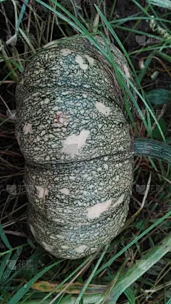 花园里的南瓜，农家菜
