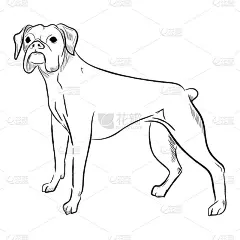 在白色背景上孤立的Boxer犬。