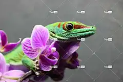 壁虎 爬虫 蜥蜴 花 丛林 自然 花壁纸 野生动物 头皮 兰花