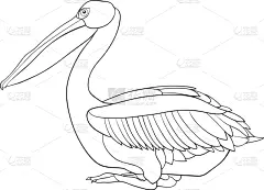 可爱的,鹈鹕,成年的,图像,动物,鸟类,乱画,着色,冥想