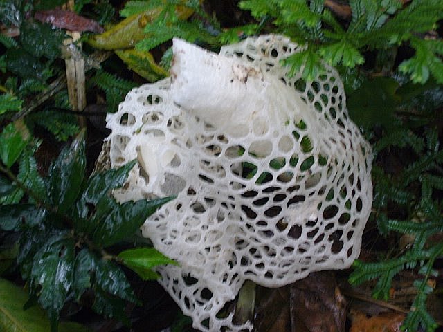 11:07:22发现的不名网状菌类动物植物以及真菌の谜之属性间(0799