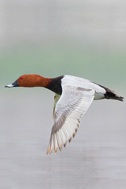 雁形目鸭科潜鸭属红头潜鸭