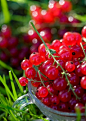 Currants,