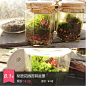 秘密花园苔藓盆景 #折扣#
