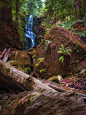 Berry Creek Falls, Big Basin Redwoods State Park by James Stanton - Long hike through old-growth redwoods to shimmering waterfalls is a Bay Area favorite.