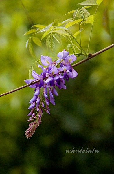 紫藤
热带植物的相册-【采绿集】春天在哪...