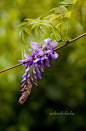 紫藤
热带植物的相册-【采绿集】春天在哪里