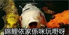 锦鲤表情包