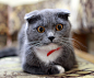 Cat, British, Surprise, View, British Cat, Fold, Pets