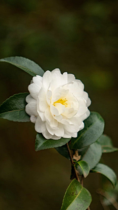 云淡风轻fanyun采集到山茶花
