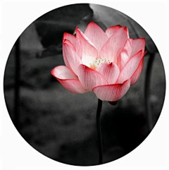 酒瘦更无诗采集到心似莲花，不染微尘。