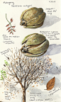 Mahogany seedpods and tree