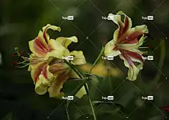 花园 百合 花朵 花卉背景 美丽的花朵 自然 花壁纸 盛开 春天