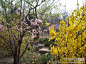 多图 2009  北京香山植物园, 心乐成符旅游攻略