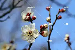 梅花 花 春天 大韩民国 春天的花朵 大自然 花壁纸 花卉背景