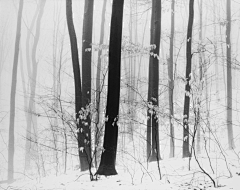 科学养猪2222采集到雪景