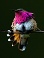 Fancy - wine-throated-hummingbird via NatGeo