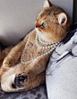 珍珠猫猫