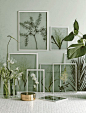 Framed Botanicals Found botanicals are pressed and framed for a beautiful display. A great way to preserve summer.wa: 