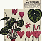 Cyclamen