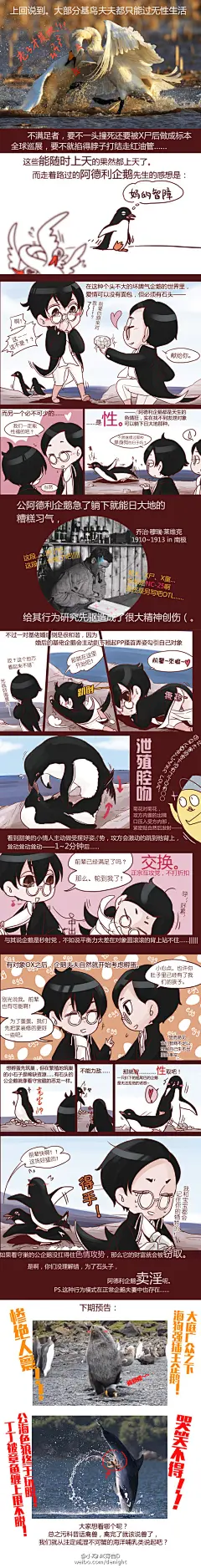 #鸟拟人# #进化的基佬们# 继续#污科普#毁萌物，今天我们要介绍的是以锲而不舍的基情感动世界的企鹅们1V1专情温馨？专心养娃为家庭奉献？？阿德利企鹅告诉你，虽然没有鸟，一样可以躺下日大地！！以及追求物质的生活，能够让节操碎裂到什么程度……【觉得有趣就点个转发吧现在原创活的真艰难...展开全文c