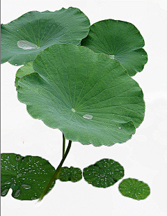 c小昊子采集到花草树木