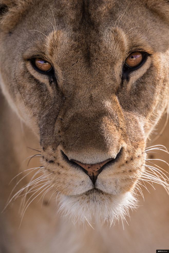 猫母狮狮子野生动物大猫胡须动物摄影图片图片壁纸