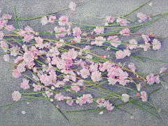 星野木綿 手绘水彩作品欣赏 静物插画 自然 清新 水彩 手绘 唯美 