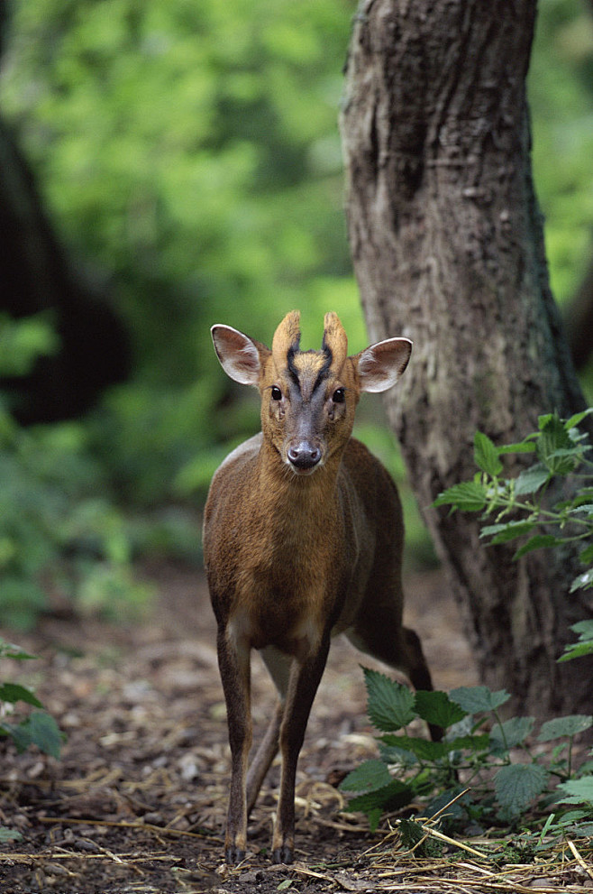偶蹄目鹿科麂鹿