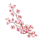 Branch of cherry blossoms. Hand draw watercolor illustration创意图片素材 - iStock