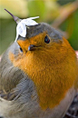 Awesome #cute bird wearing a flower hat.  Just looking at this makes me happy.: 
