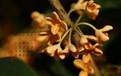 高清2010年10月花卉宽月历壁纸桌面壁纸3