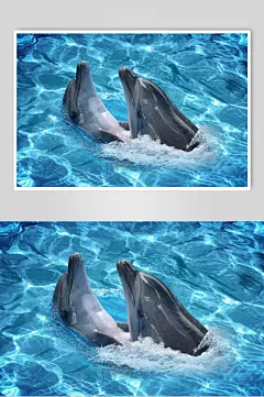 海洋世界海底世界海豚嬉戏3D立体图海报