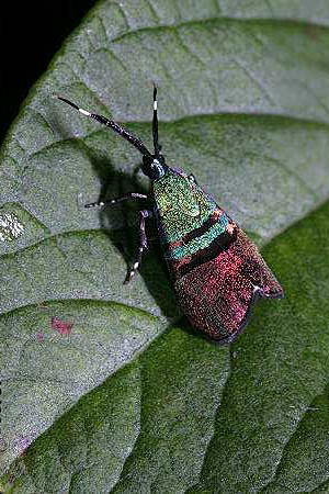 毛翅目石蛾总科石蛾