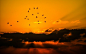 Sky, Birds, Cloud, Orange, Nature, View, Silhouette