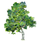 44.Acacia confusa 台灣相思.gif