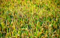 6-8月水稻进入了生长、扬花、灌浆时期