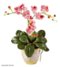 兰花花卉
