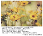 采自Lynn的花瓣画板“花们”。