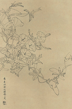 沐言绘采集到手绘-线描（花卉）